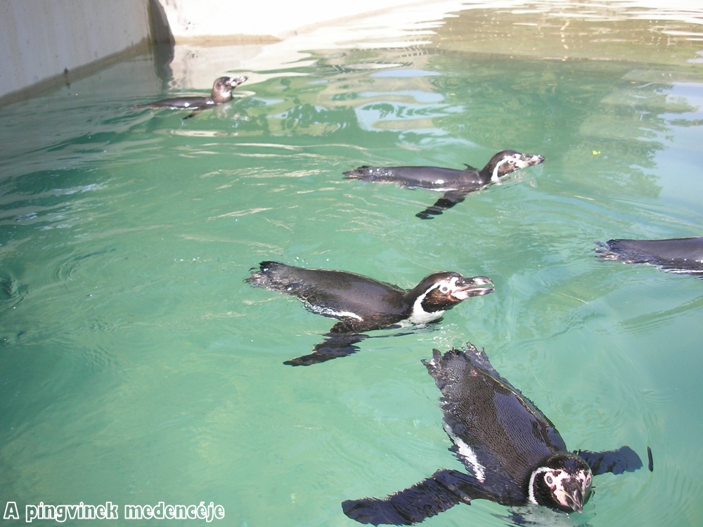 A pingvinek medencéje