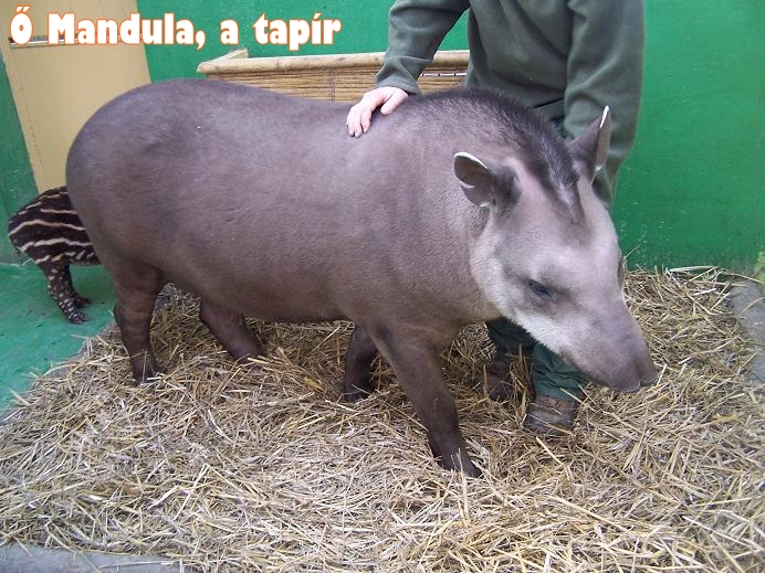 Mandula, a tapír