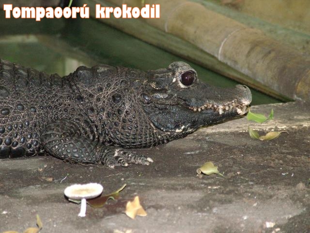 Tompaorrú krokodil